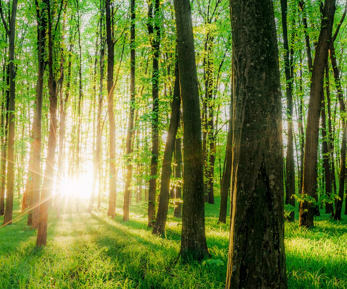 Custom Ultimate™ Normandy® Wood Blinds | Norman® USA